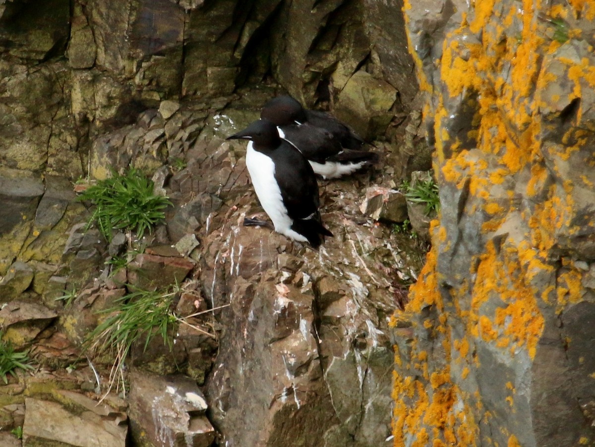 Thick-billed Murre - ML168179361