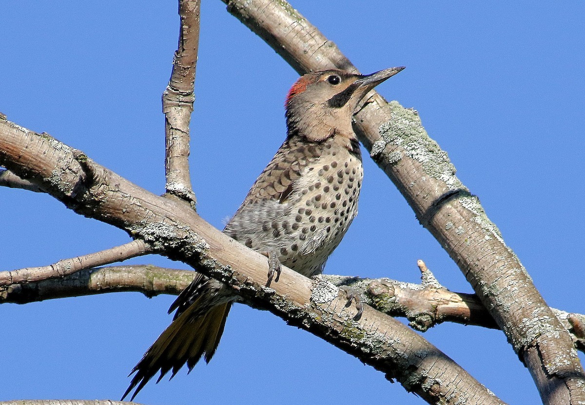 Northern Flicker - John  Cameron