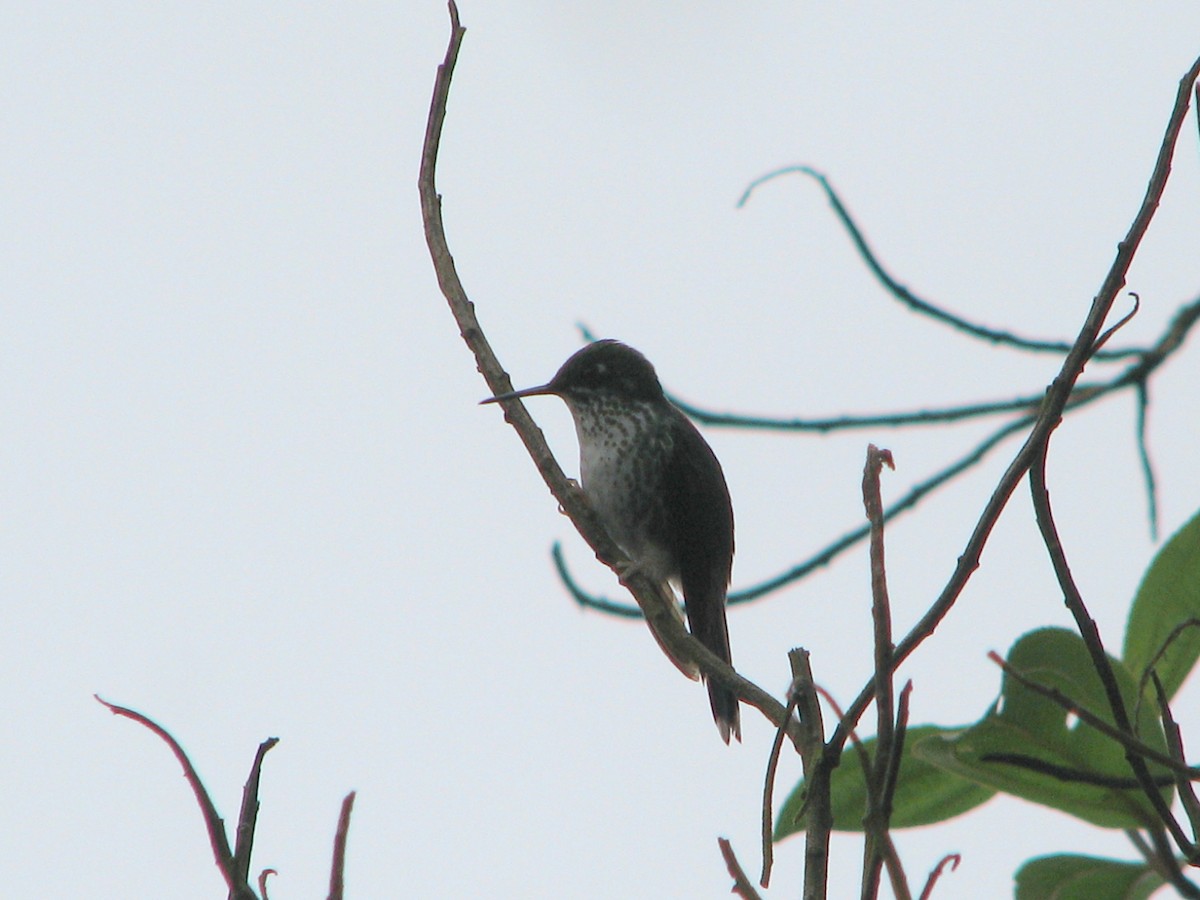 White-booted Racket-tail - David Riaño Cortés