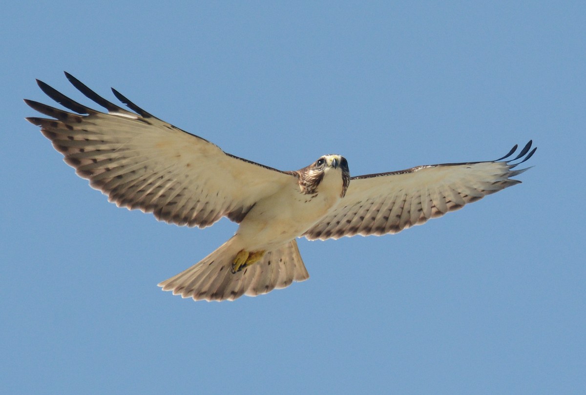 Short-tailed Hawk - Jeremy Cohen