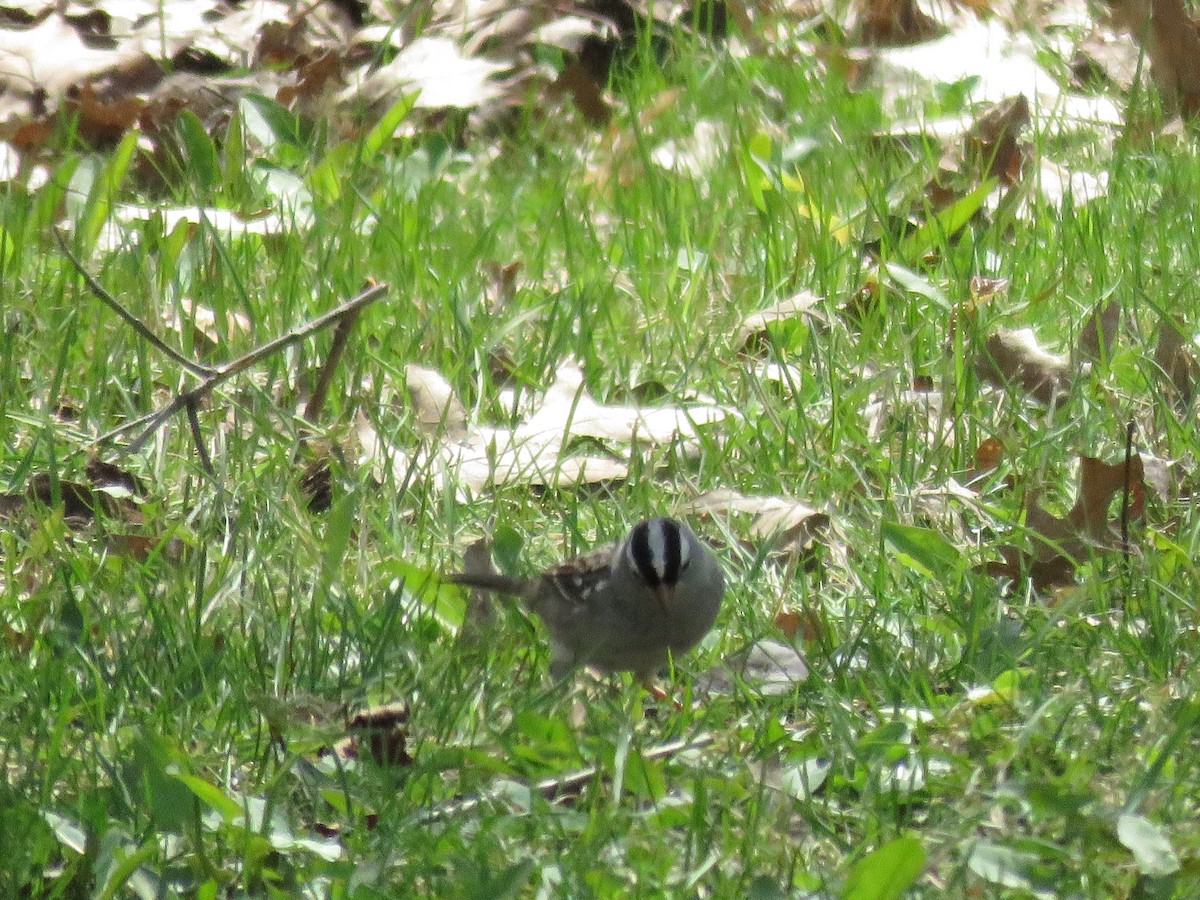 White-crowned Sparrow - ML168194941