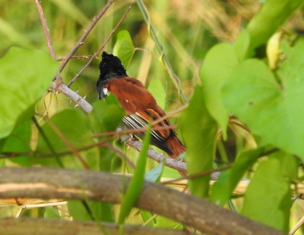 African Paradise-Flycatcher - Andy Frank