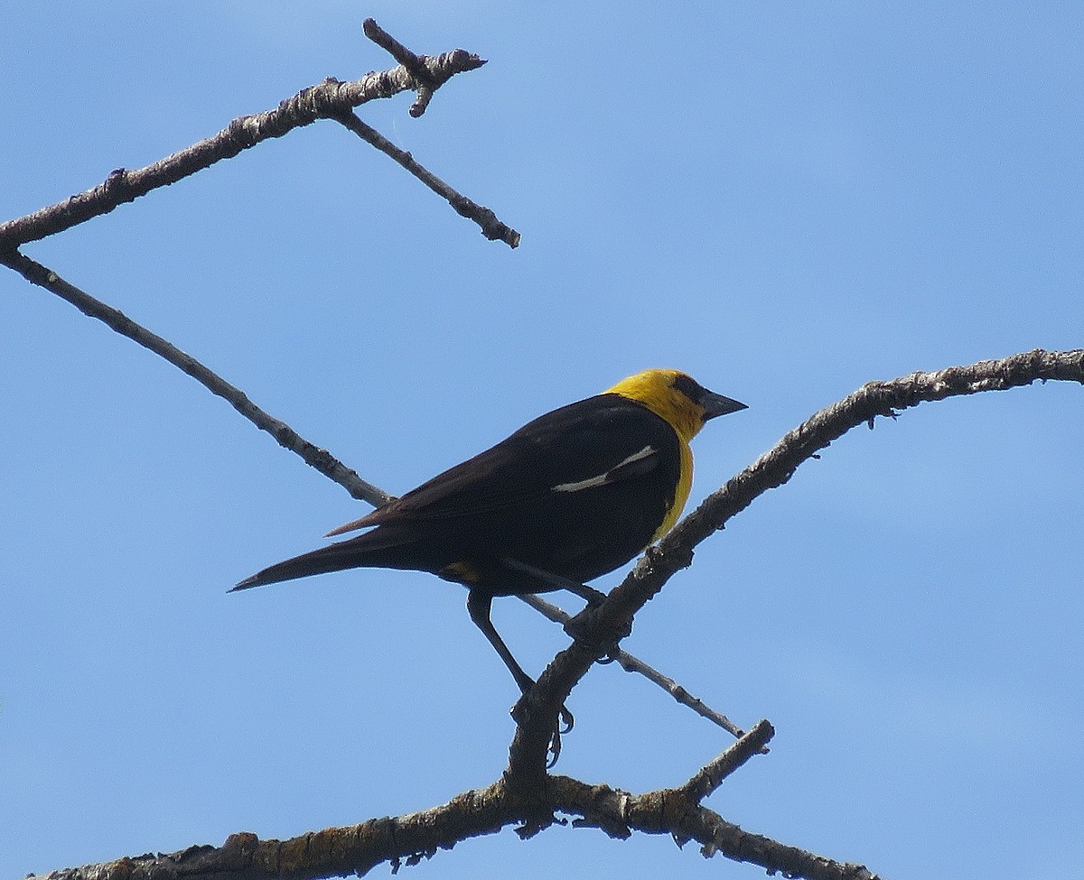 Yellow-headed Blackbird - Bonnie Roemer