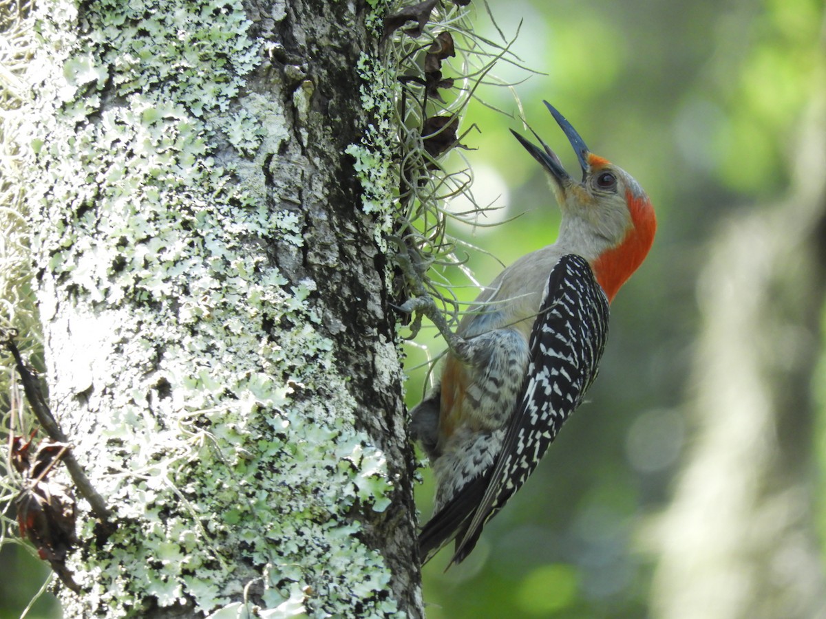 Red-bellied Woodpecker - Takayuki Uchida