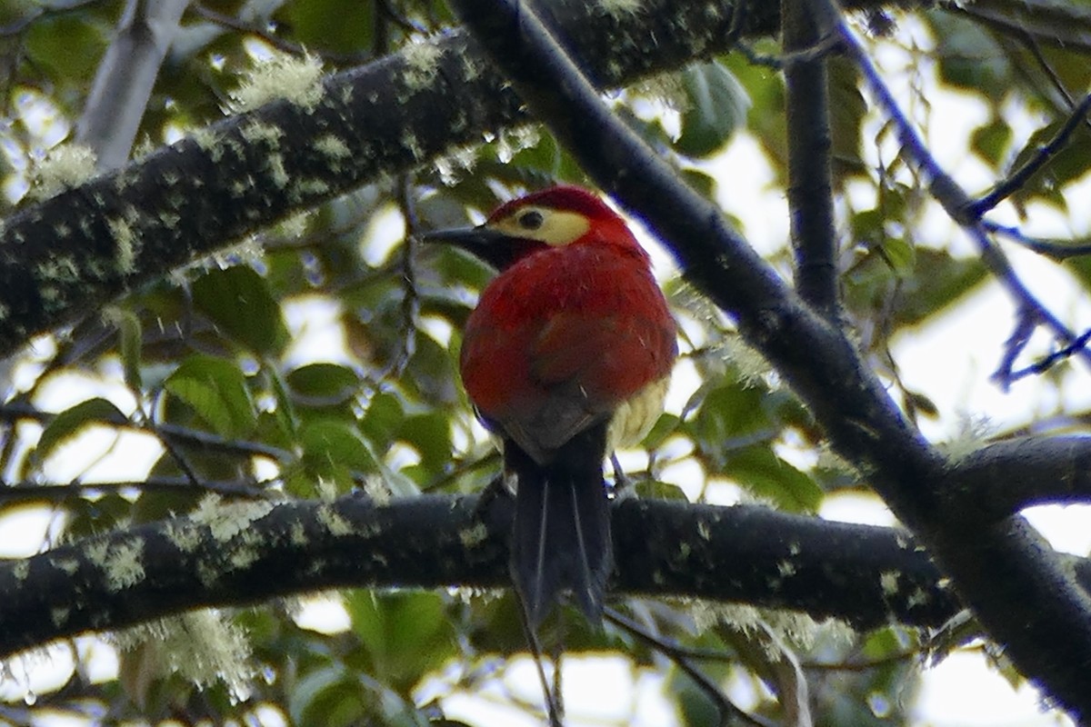 Crimson-mantled Woodpecker - Peter Kaestner