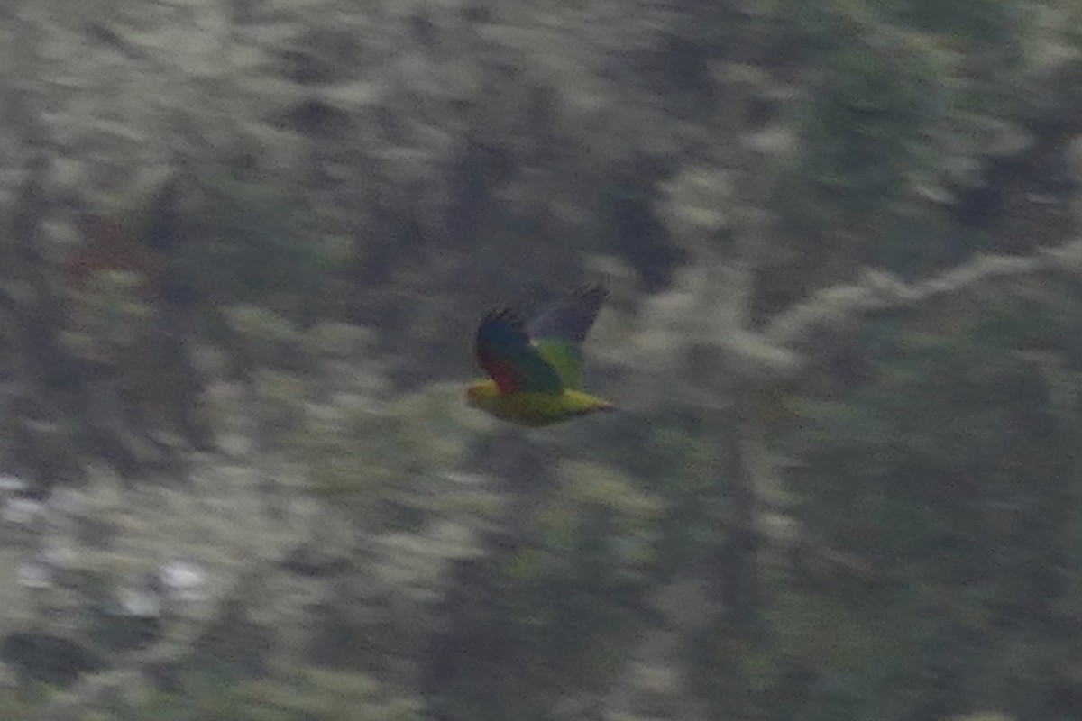 Indigo-winged Parrot - ML168200491