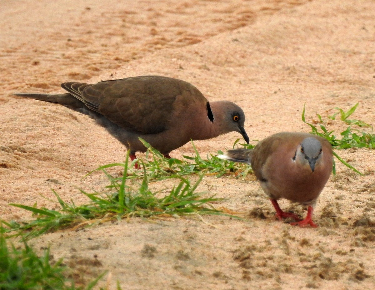 Mourning Collared-Dove - ML168202501