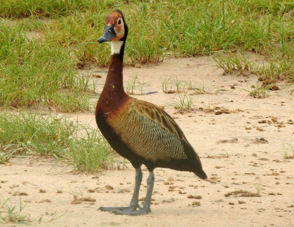 White-faced Whistling-Duck - Andy Frank