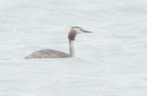 Great Crested Grebe - ML168208111