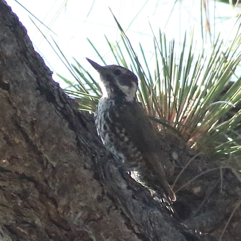 Arizona Woodpecker - Mark L. Hoffman