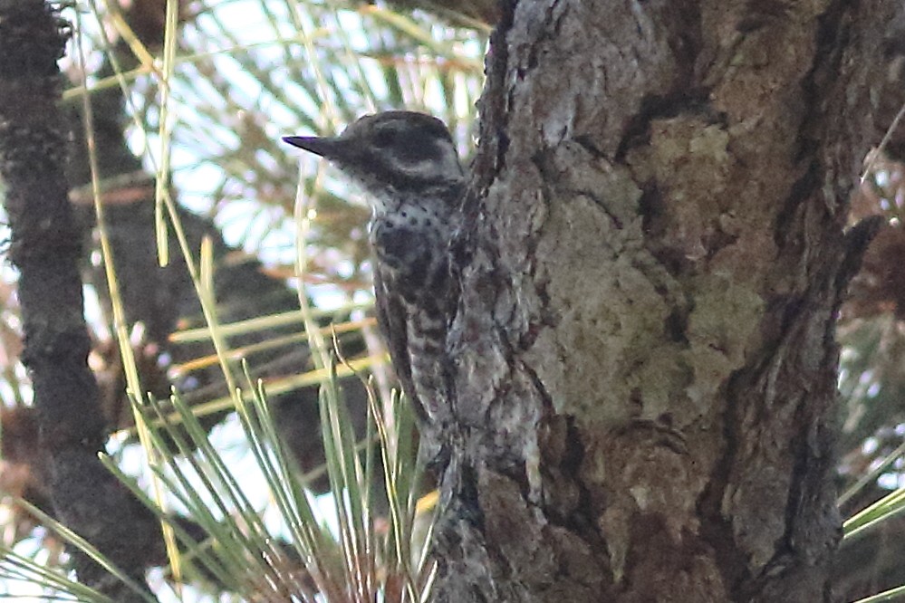 Arizona Woodpecker - ML168211741