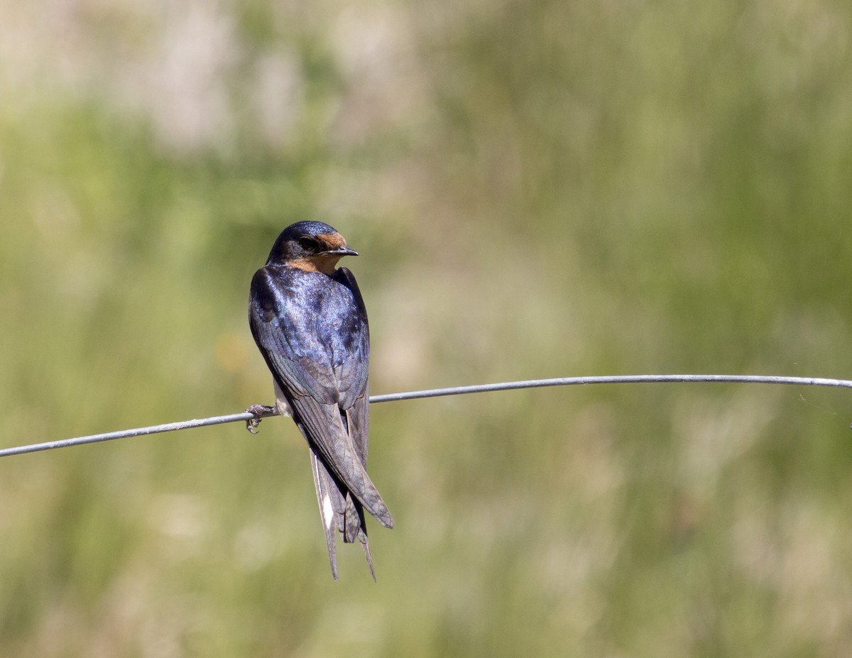 Barn Swallow - ML168216021