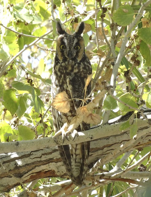 Long-eared Owl - ML168219441