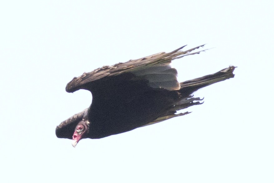 Turkey Vulture - ML168221111