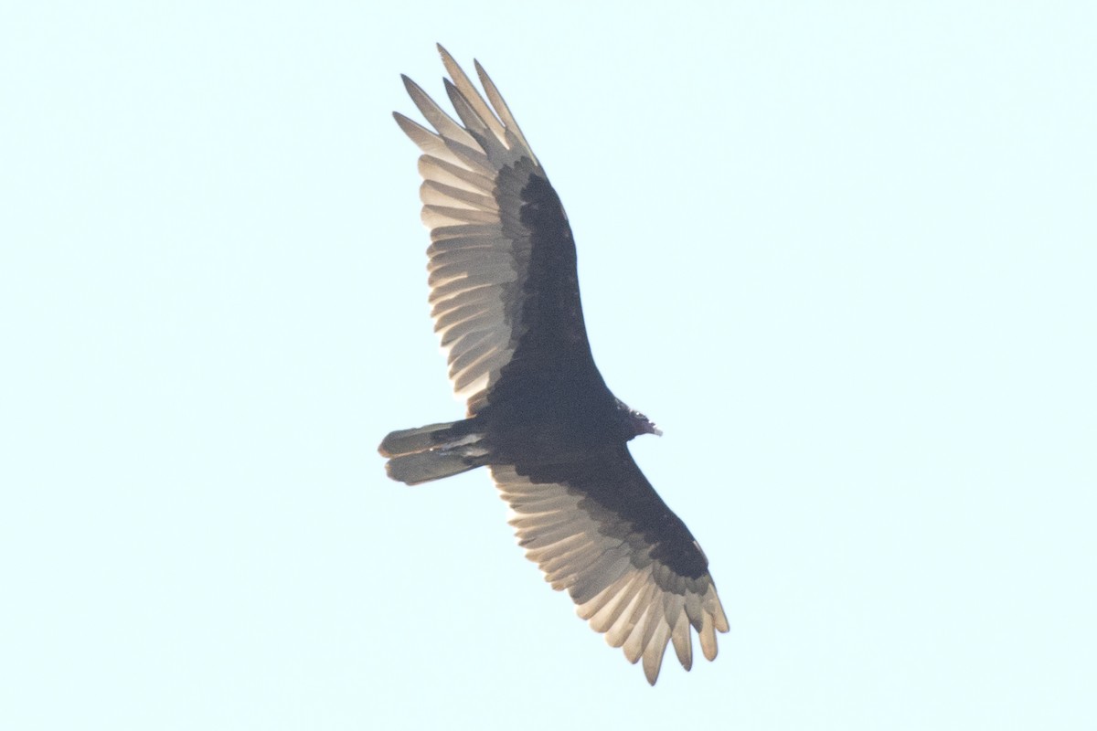Turkey Vulture - ML168221121