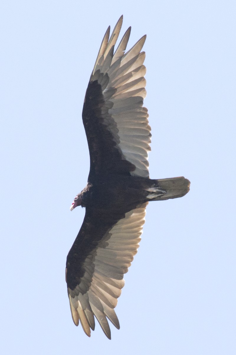 Turkey Vulture - ML168221211