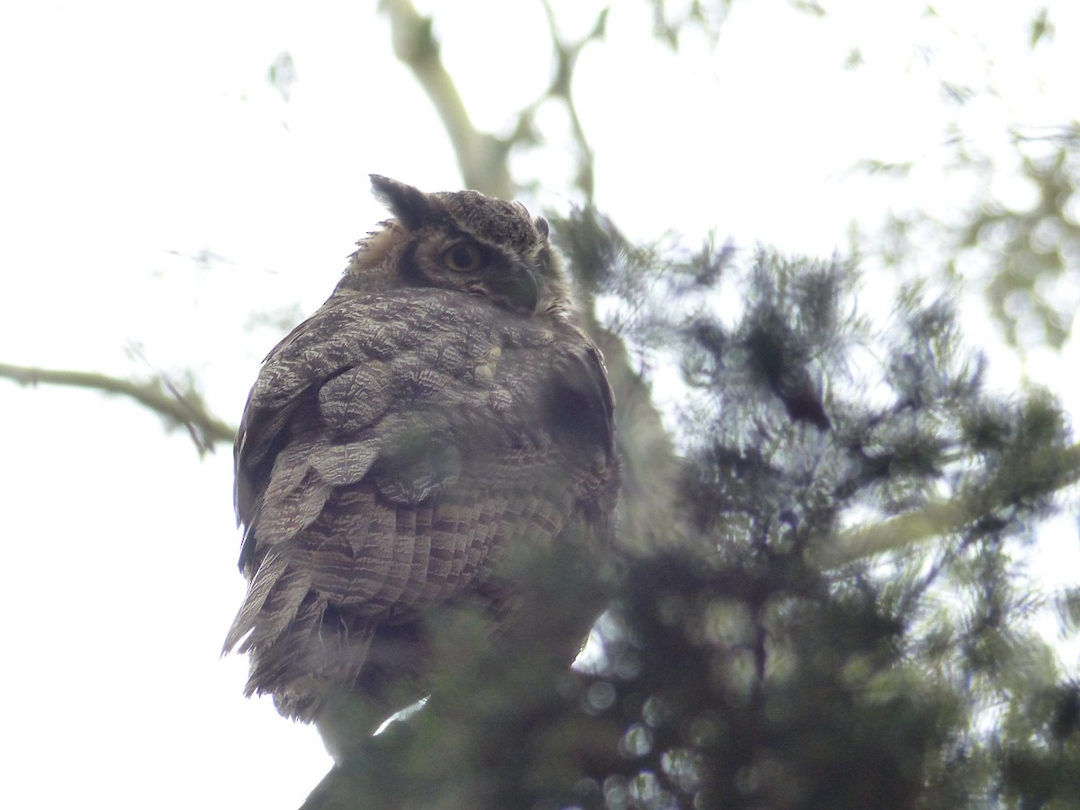 Great Horned Owl - ML168221841