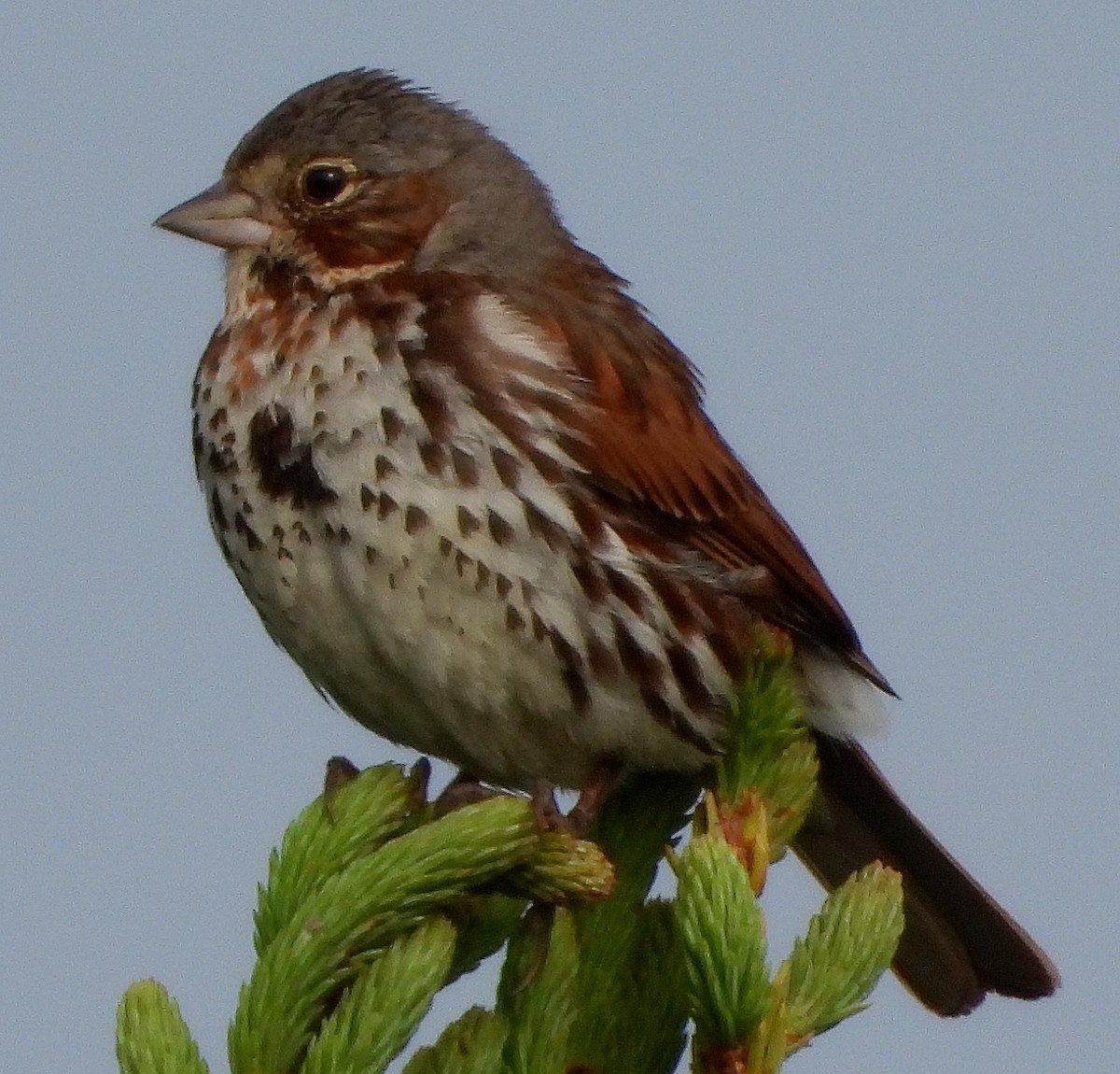 Fox Sparrow (Red) - ML168227931