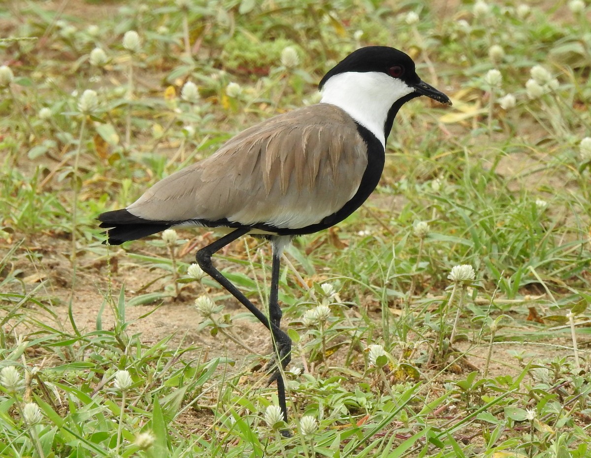 Spur-winged Lapwing - ML168228721