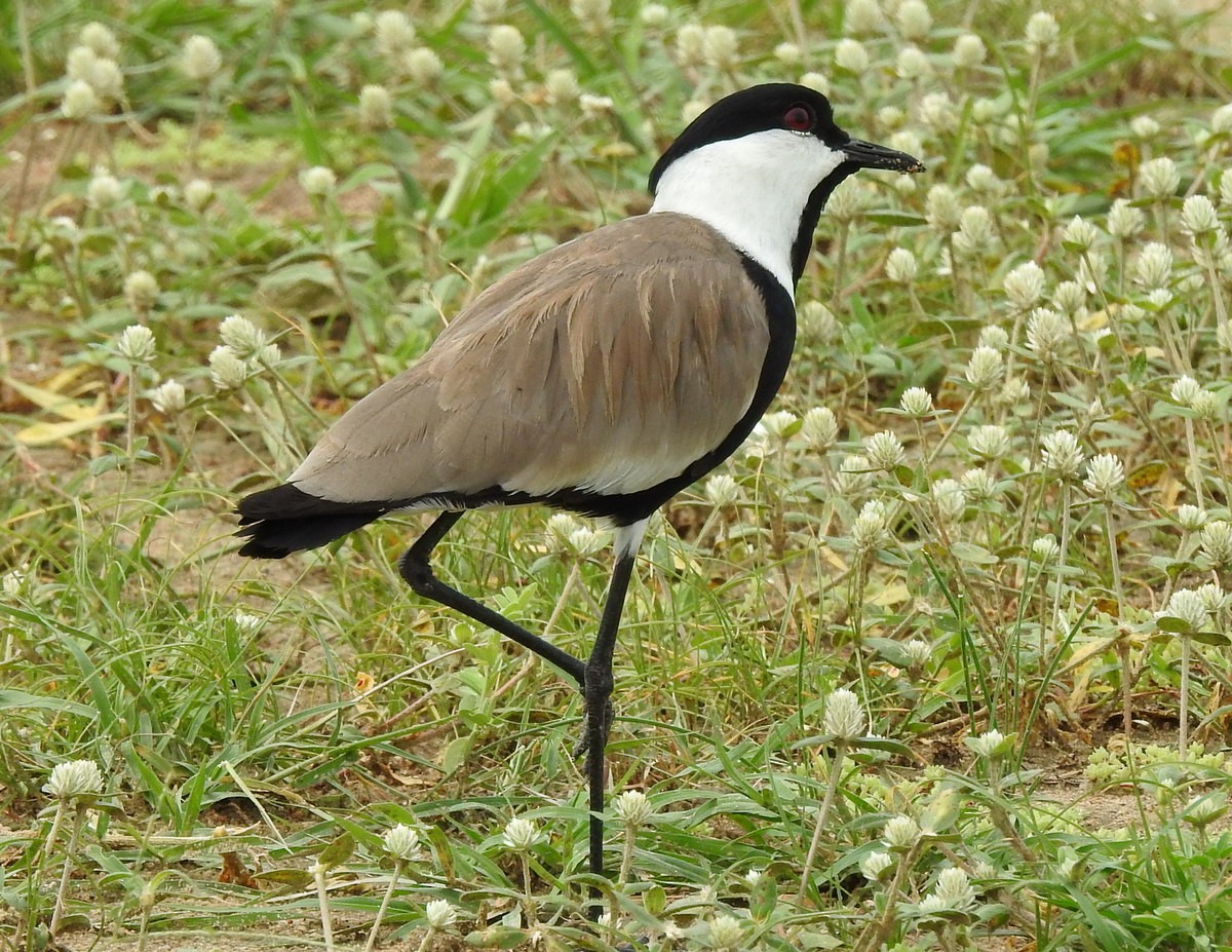 Spur-winged Lapwing - Andy Frank