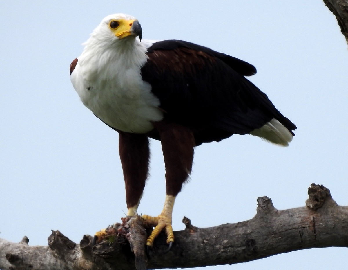 African Fish-Eagle - Andy Frank