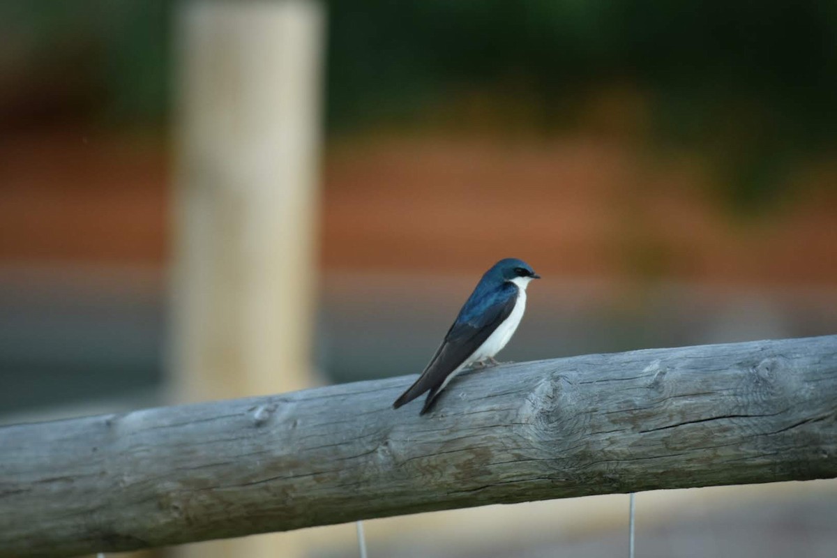 Tree Swallow - Adam Cupito