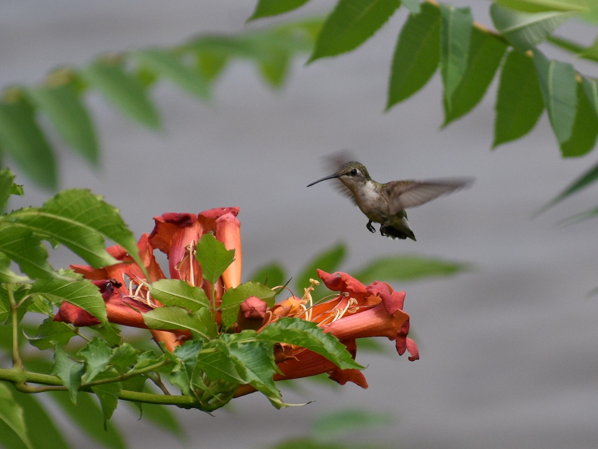 Ruby-throated Hummingbird - Patrick McGill