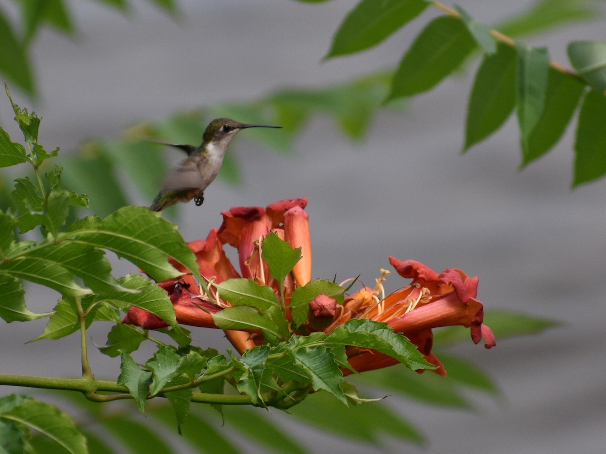 Ruby-throated Hummingbird - Patrick McGill