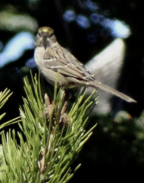 Golden-crowned Sparrow - Nancy Overholtz