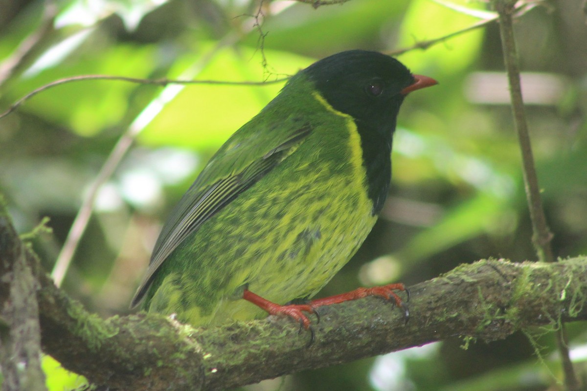 Green-and-black Fruiteater - ML168233841