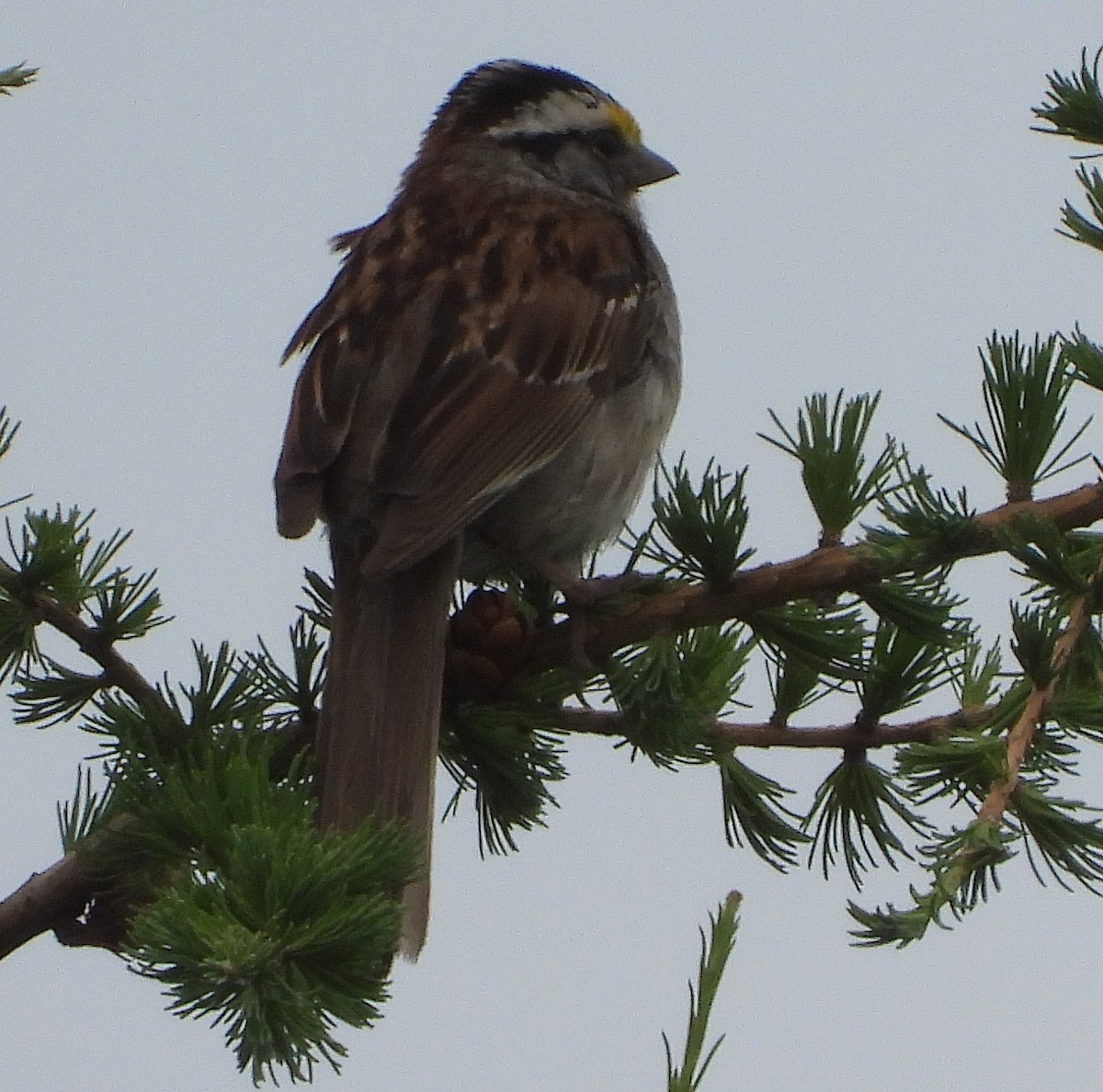White-throated Sparrow - Richard Klauke