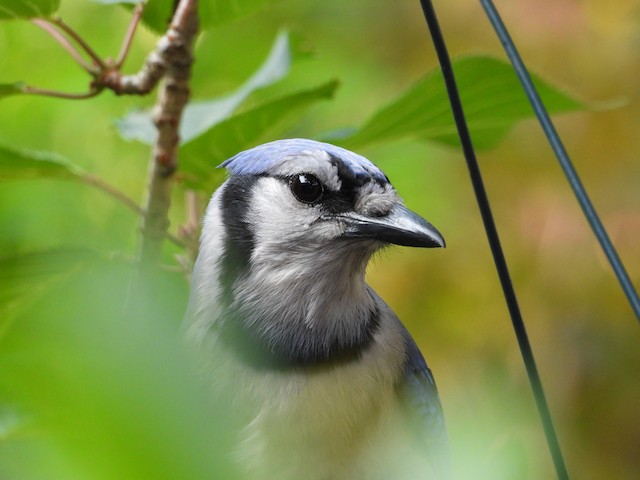 Blue Jay - Vermont eBird