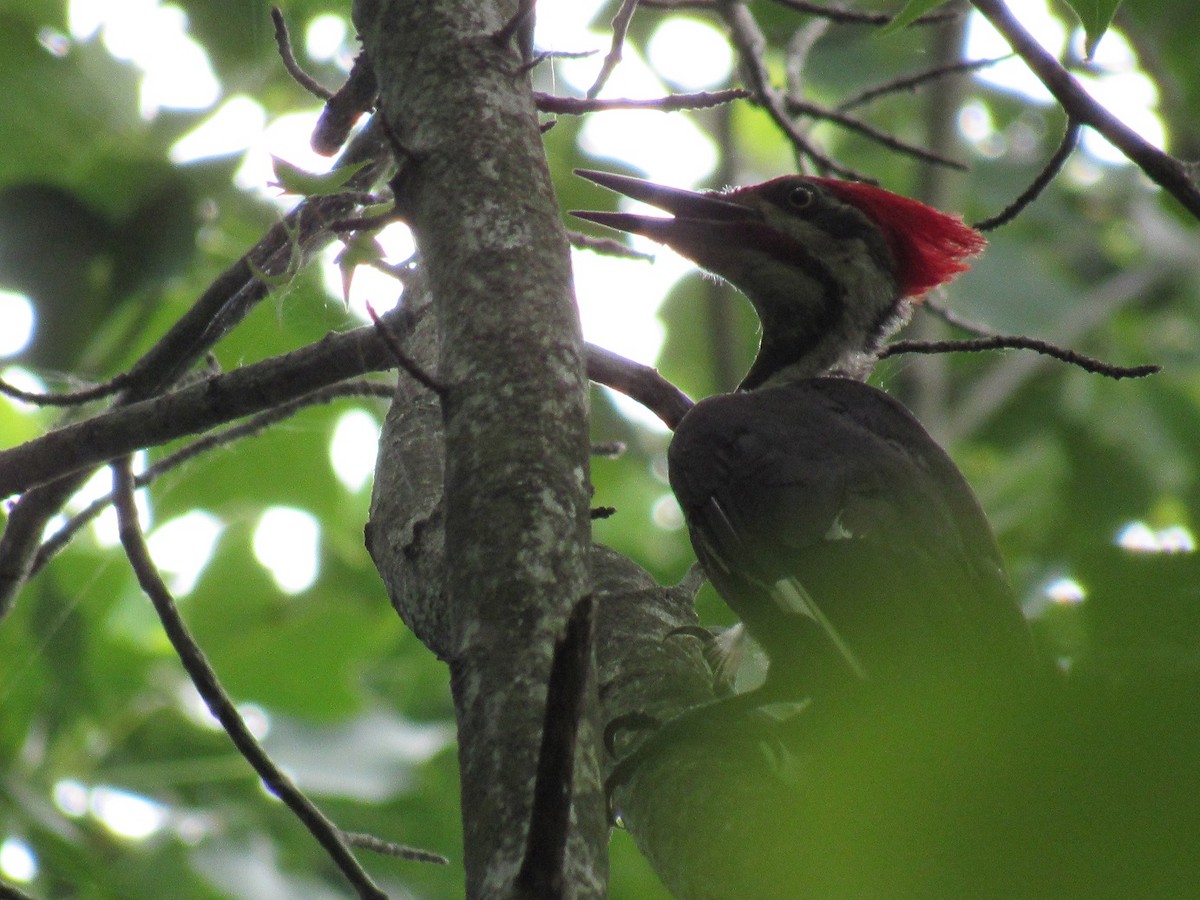 Pileated Woodpecker - John Manger