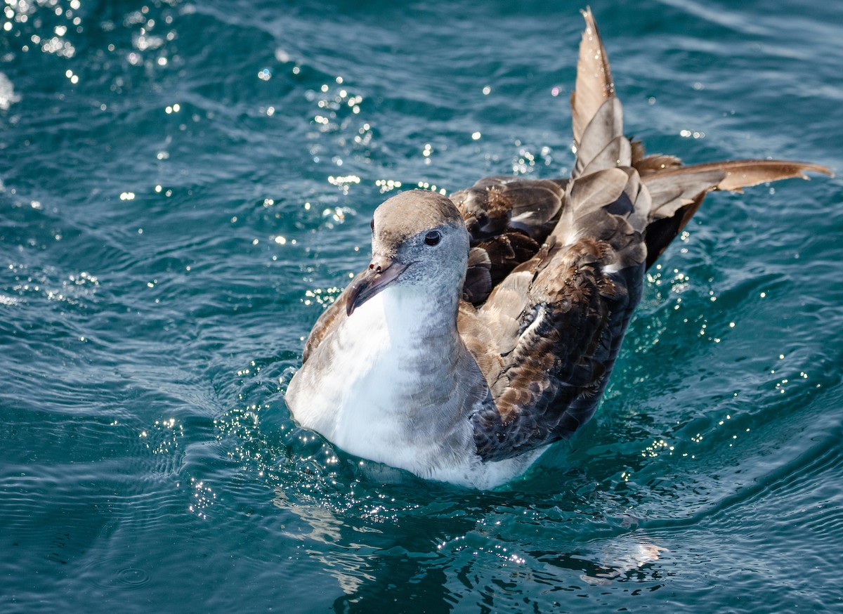 Pink-footed Shearwater - ML168241911