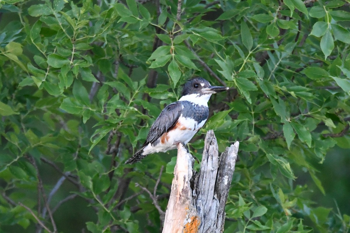 Belted Kingfisher - ML168242851