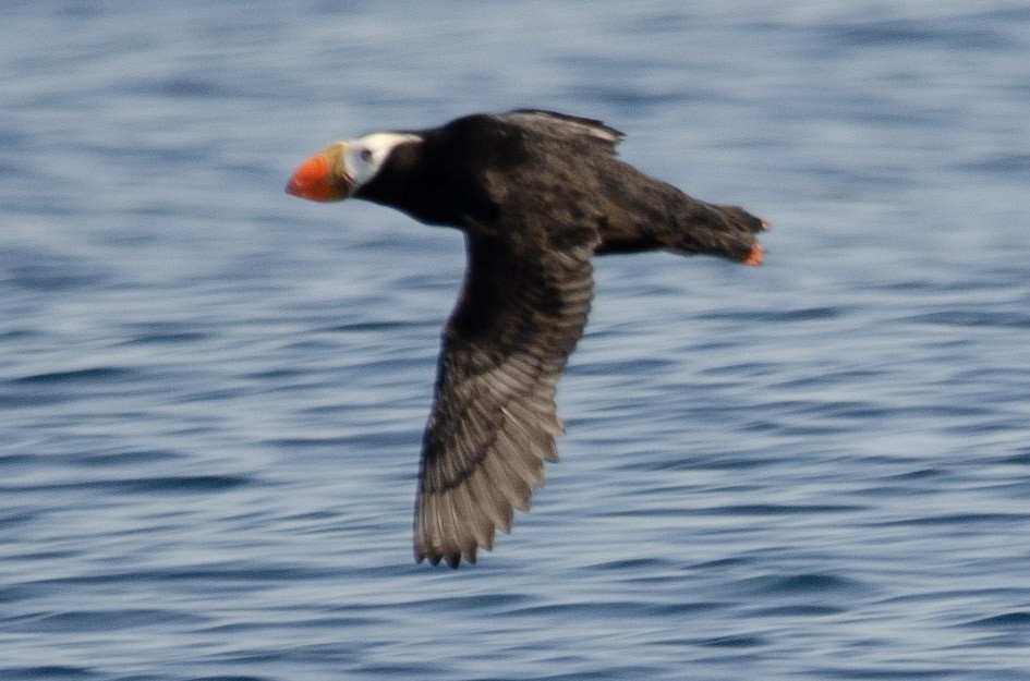 Tufted Puffin - ML168244251