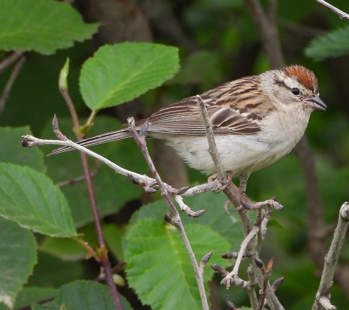 Chipping Sparrow - Richard Klauke