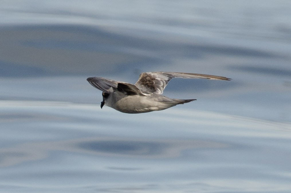 Fork-tailed Storm-Petrel - ML168248321