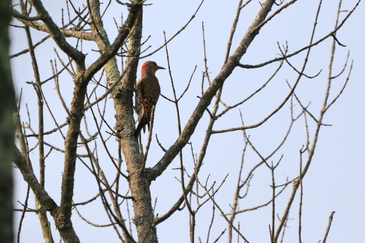 Northern Flicker (Yellow-shafted) - Chris Daly
