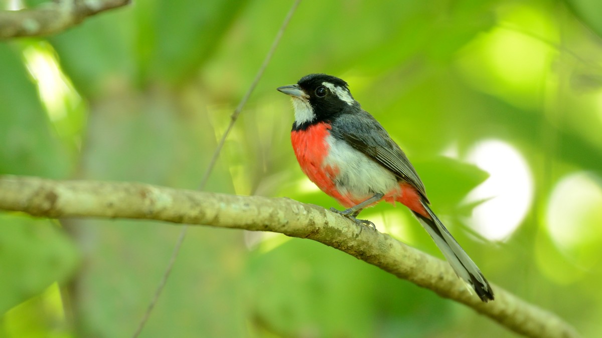 Red-breasted Chat - Miguel Aguilar @birdnomad