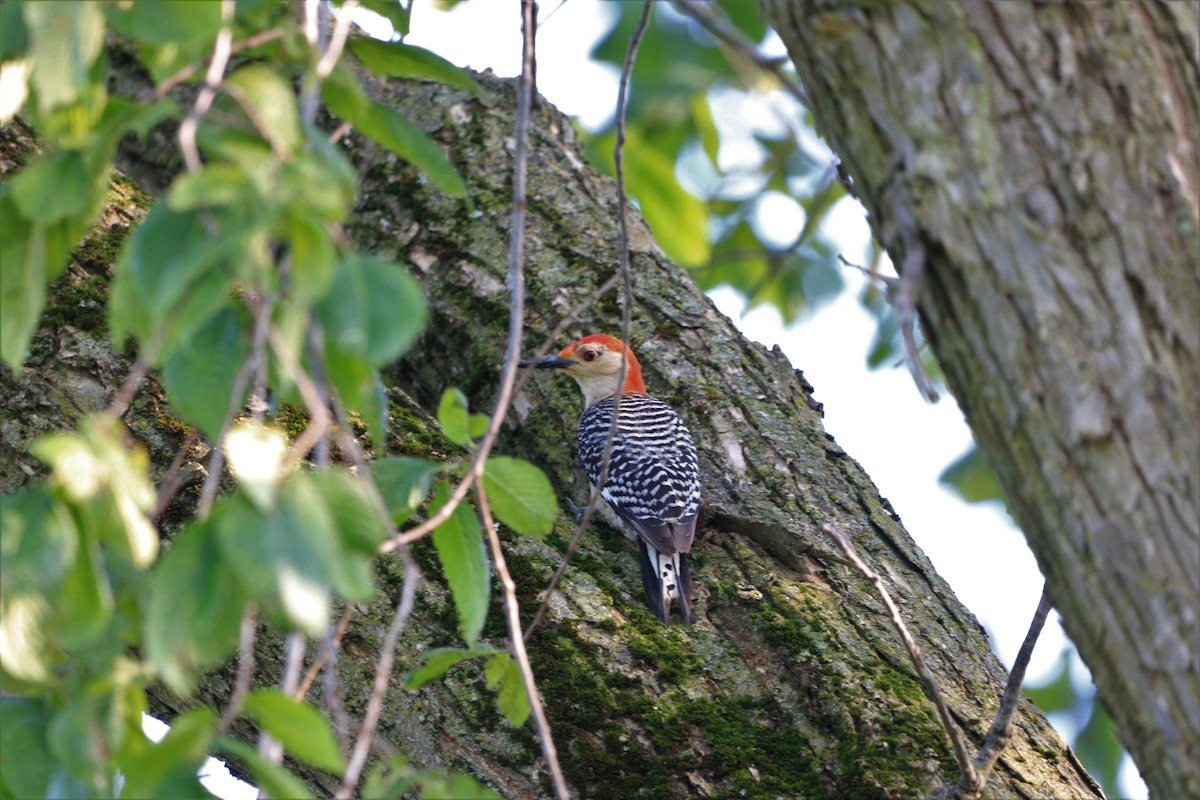 Red-bellied Woodpecker - ML168256921