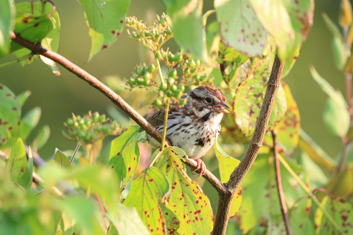 Song Sparrow - Chris Daly