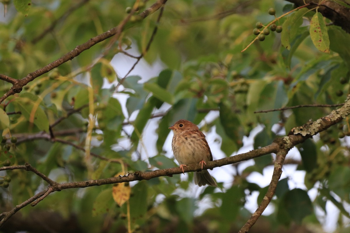Field Sparrow - ML168257941