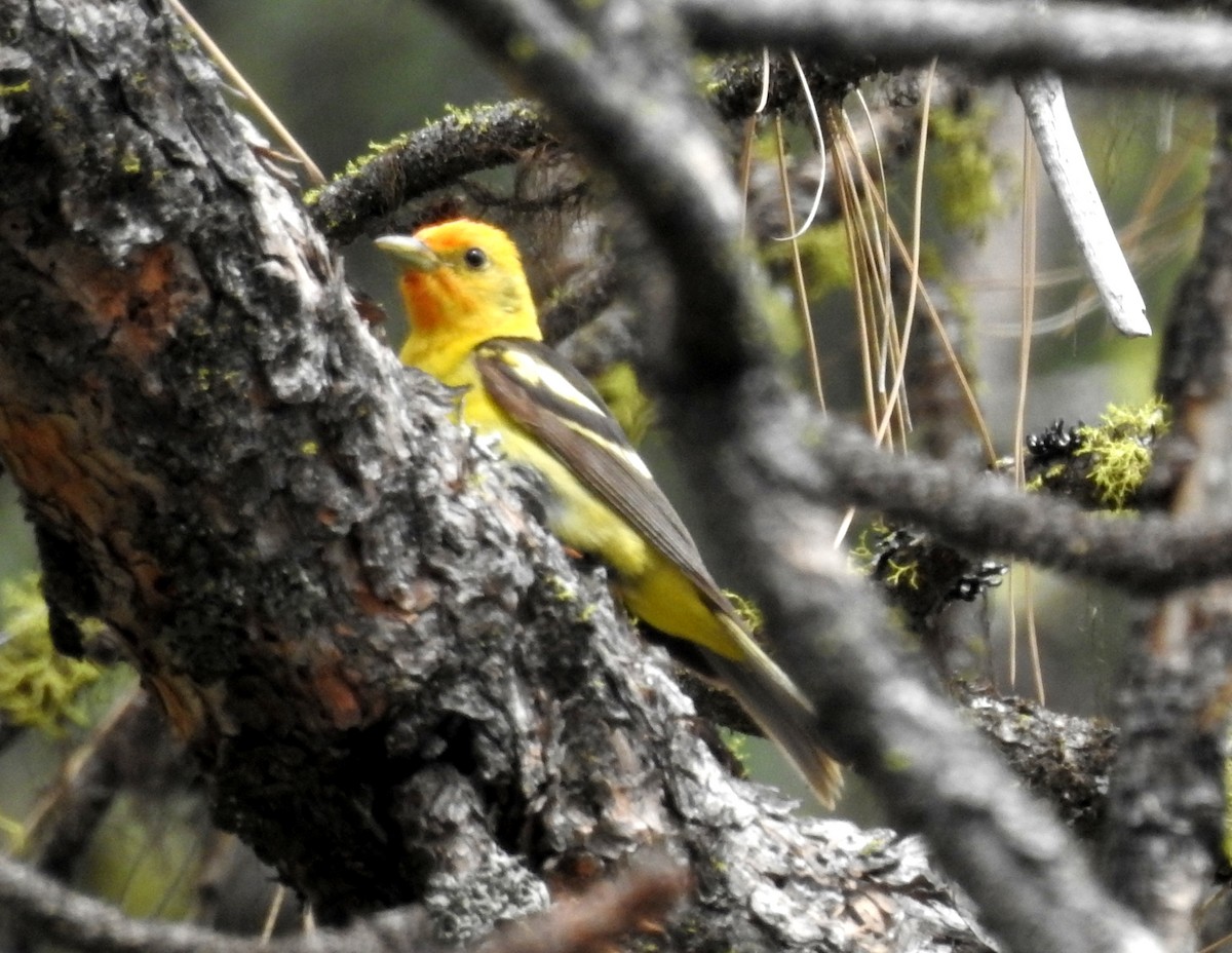 Western Tanager - ML168258741