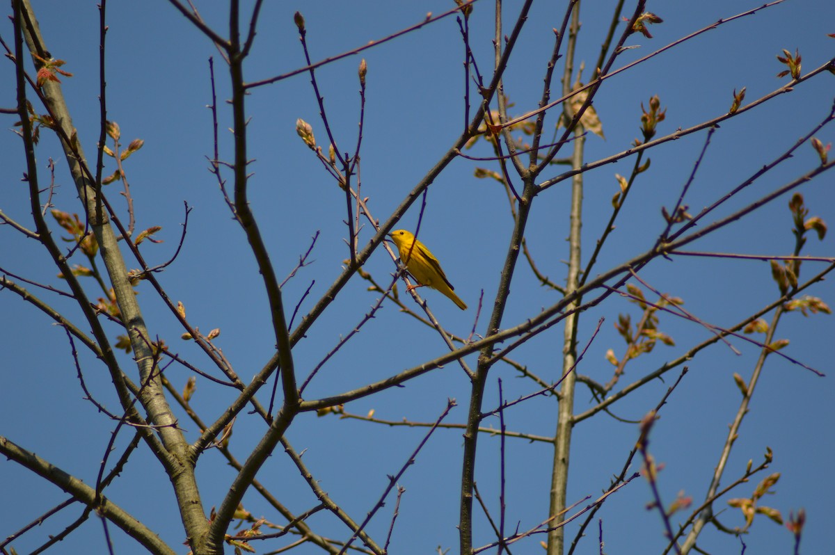 Yellow Warbler (Northern) - Samuel Payne