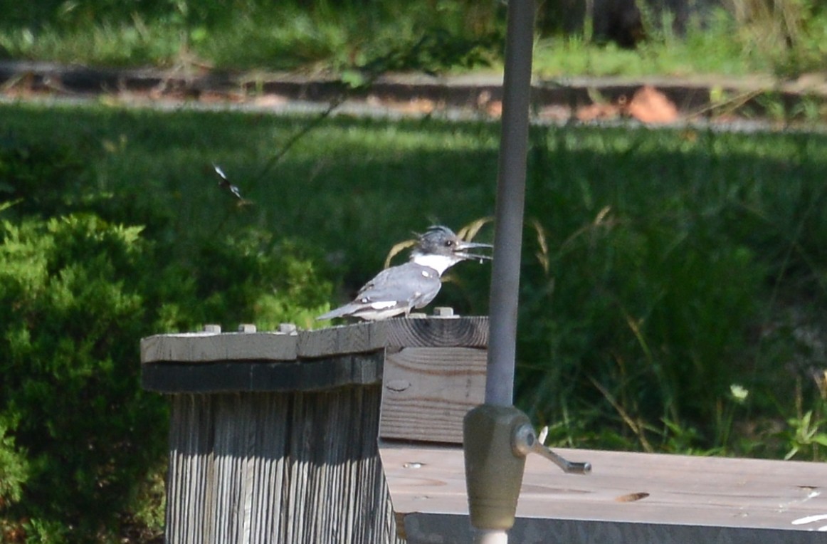 Belted Kingfisher - ML168259321