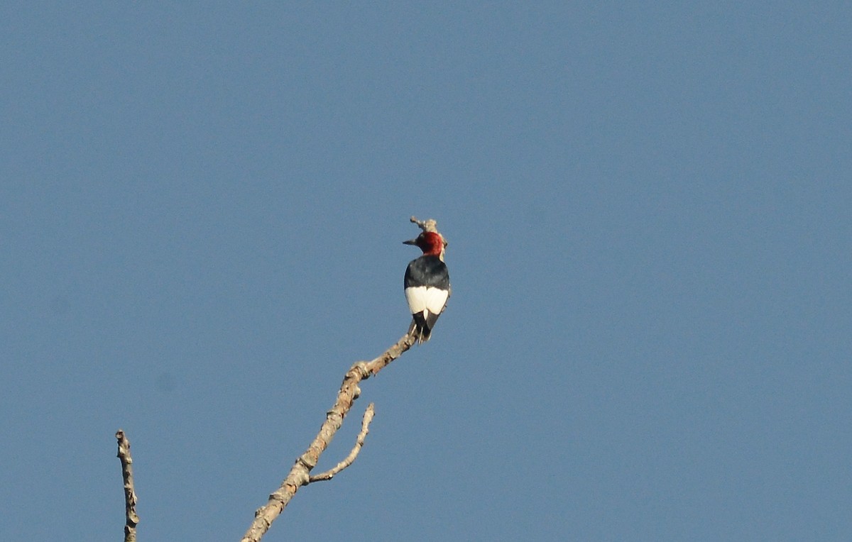 Red-headed Woodpecker - Bill Telfair