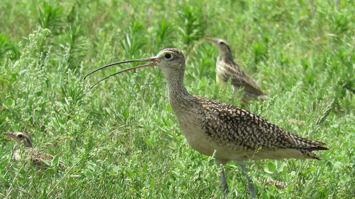 Long-billed Curlew - ML168264981
