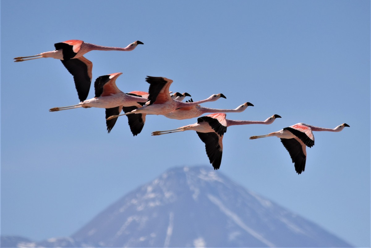 Andean Flamingo - ML168271681