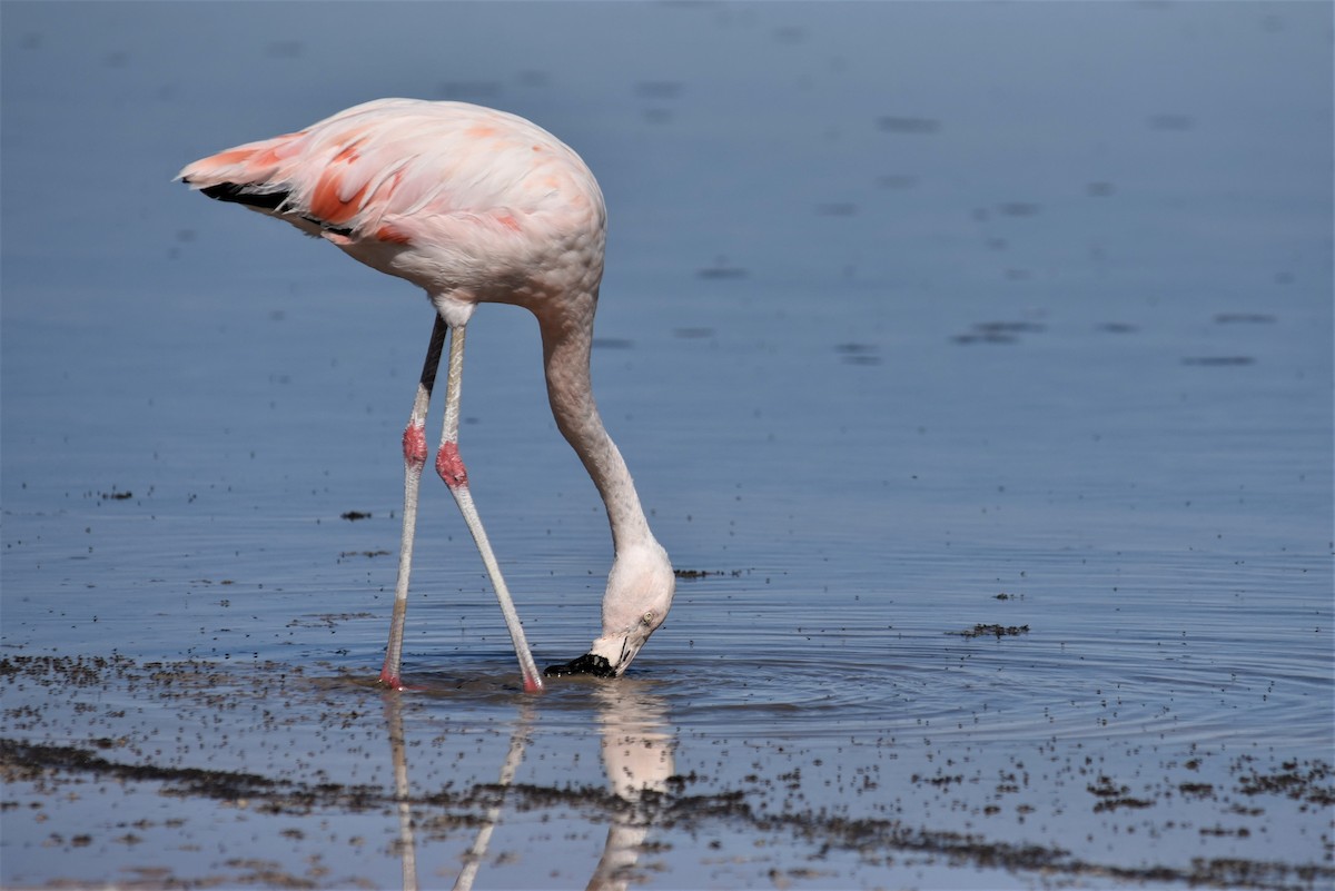 Chilean Flamingo - ML168271761